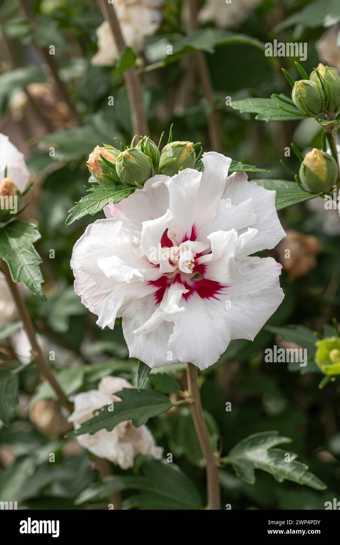 Althea - Hibiscus syriacus '‘Lucy’' from Roots Garden Center Inc
