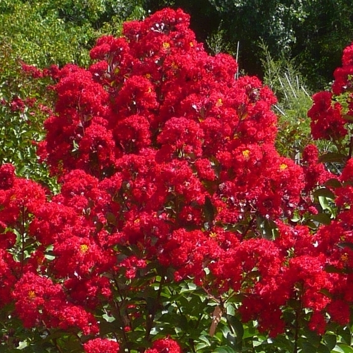 'Miss Frances' Crapemyrtle - Lagerstroemia indica from Roots Garden Center Inc