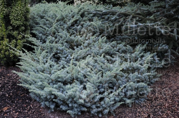 Silver Mist - Juniperus conferta from Roots Garden Center Inc