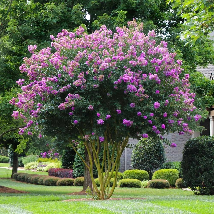 'Muskogee' Crapemyrtle - Lagerstroemia indica from Roots Garden Center Inc