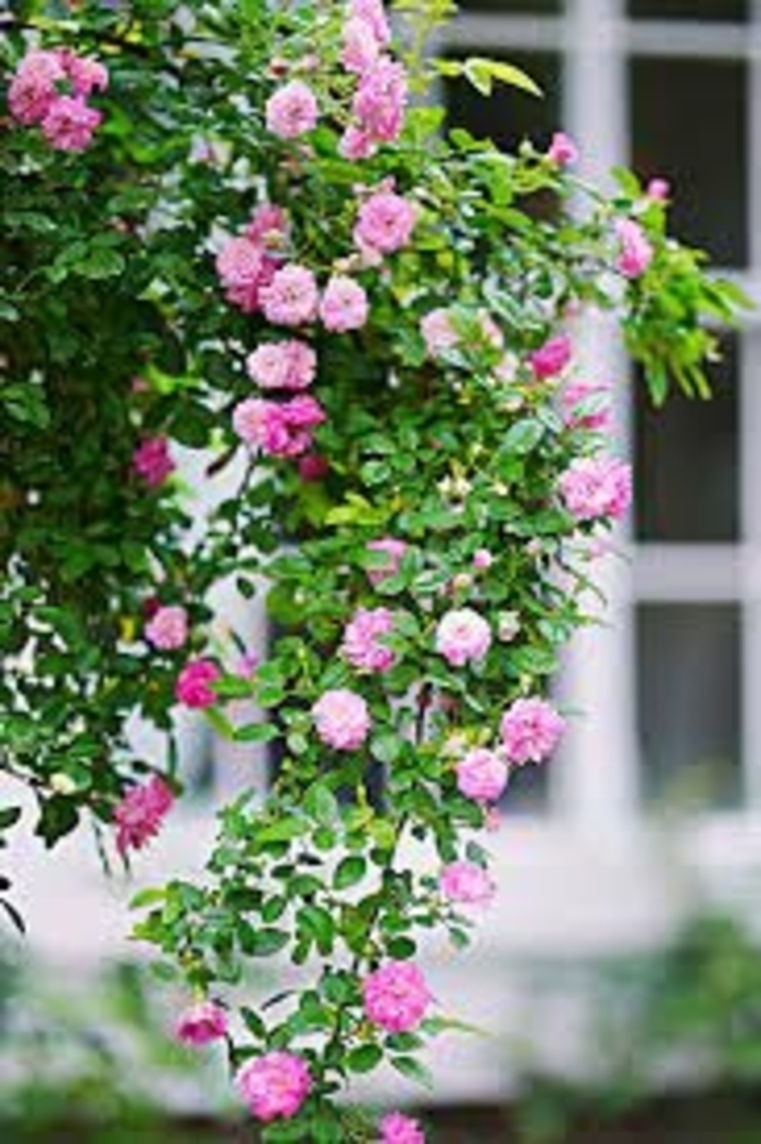 Rose 'Peggy Martin' - Rosa Peggy Martin from Roots Garden Center Inc