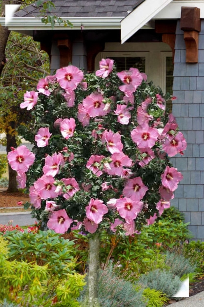 Althea Aphrodite - Hibiscus syriacus from Roots Garden Center Inc