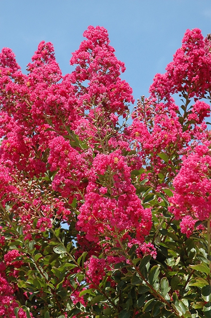 'Tuskegee' Crapemyrtle - Lagerstroemia indica from Roots Garden Center Inc