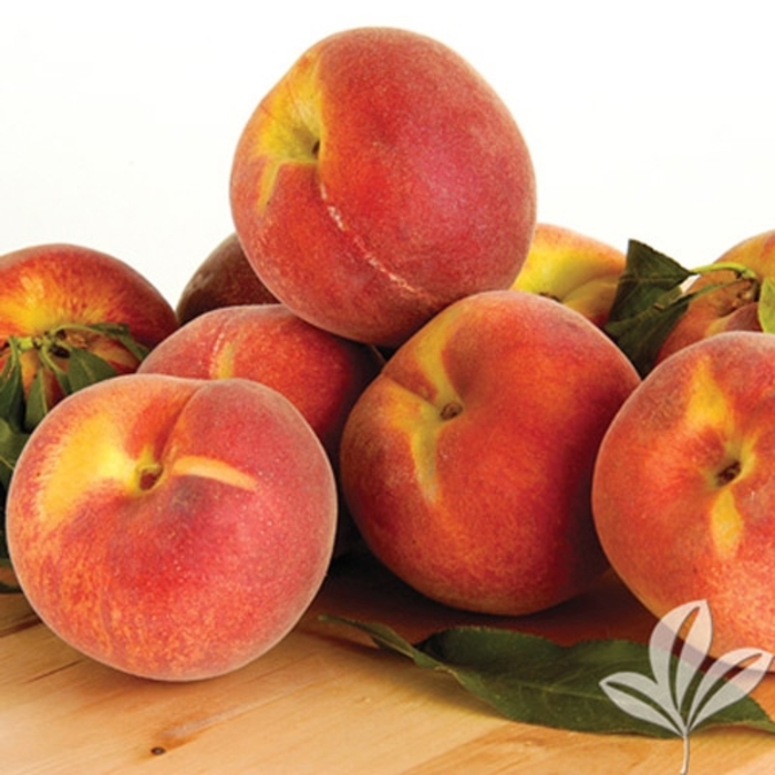 Ruston Red Peach - Prunus persica from Roots Garden Center Inc