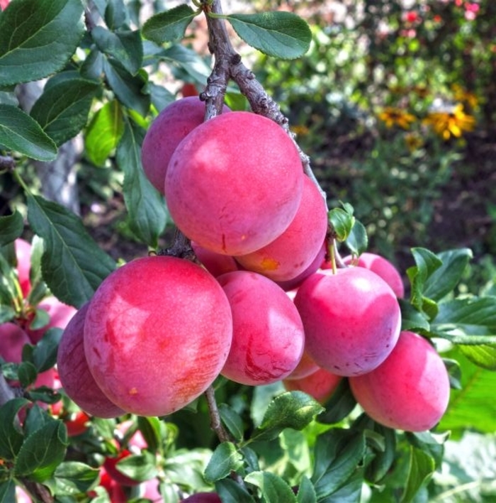 Bruce Plum - Prunus salicina from Roots Garden Center Inc