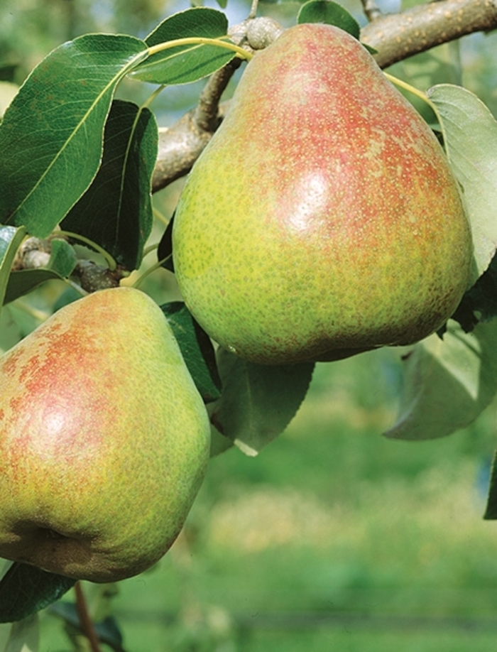 Kieffer Pear - Pyrus from Roots Garden Center Inc