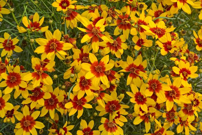 Sizzle & Spice® 'Curry Up' - Coreopsis (Tickweed) from Roots Garden Center Inc
