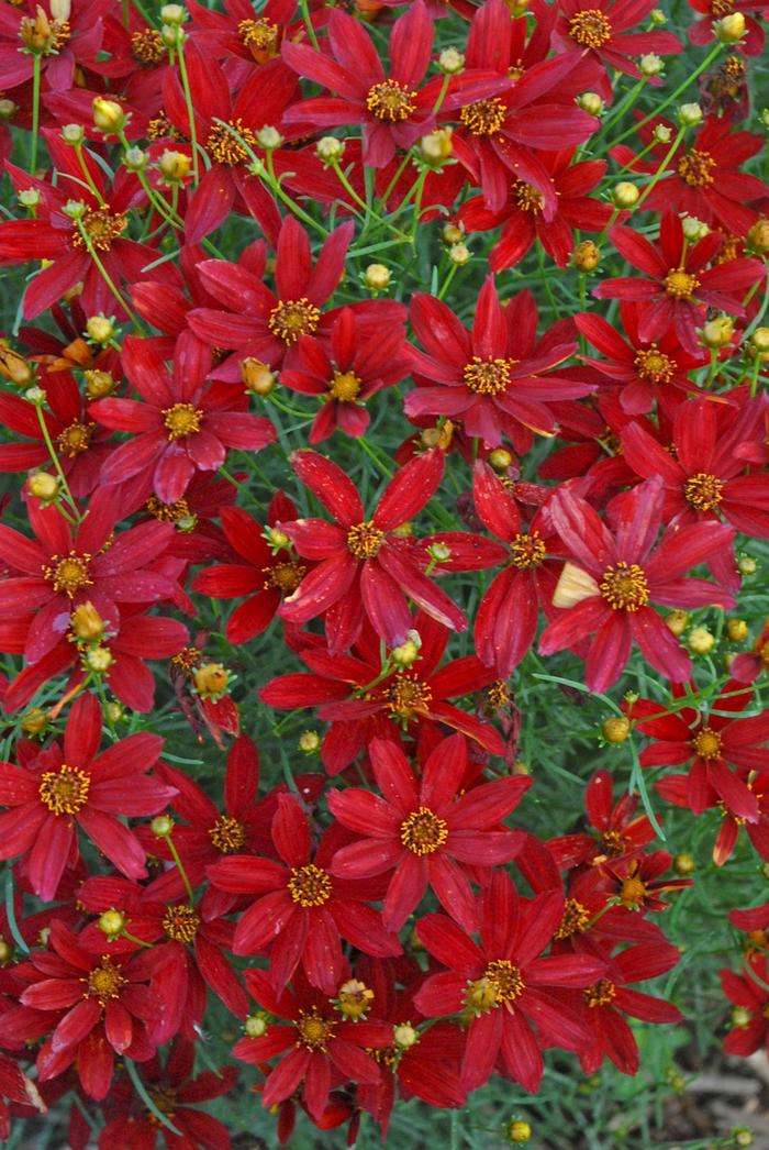 Sizzle & Spice® 'Hot Paprika' - Coreopsis (Tickweed) from Roots Garden Center Inc