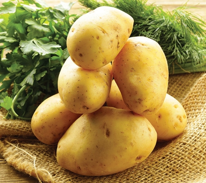 'Yukon Gold' Seed Potato - Solanum tuberosum from Roots Garden Center Inc
