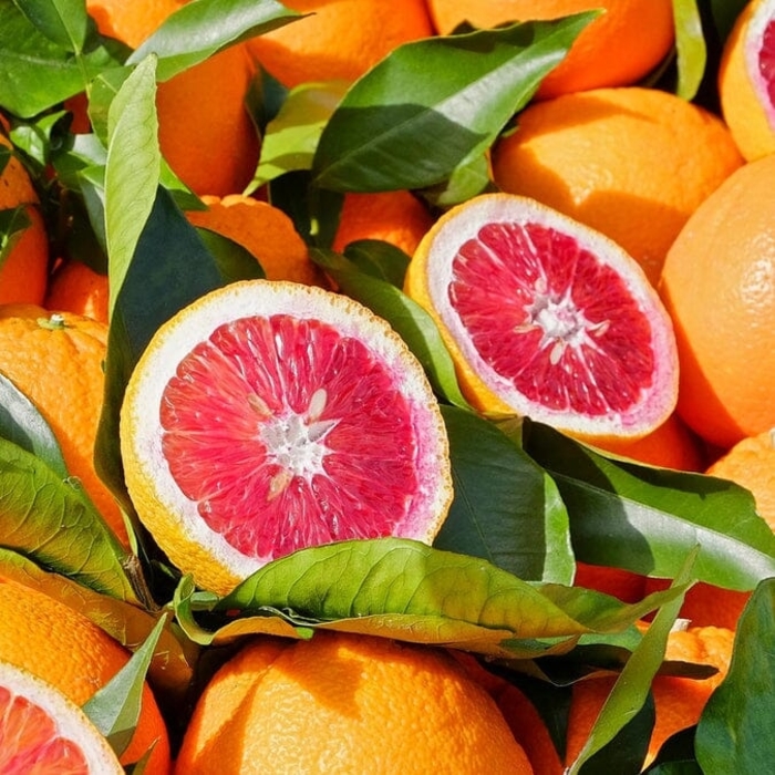 Moro Blood Orange - Citrus sinensis from Roots Garden Center Inc