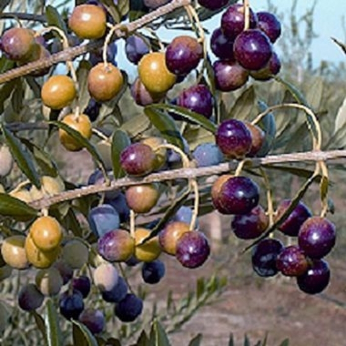 Arbequina Fruiting Olive - Olea europaea from Roots Garden Center Inc
