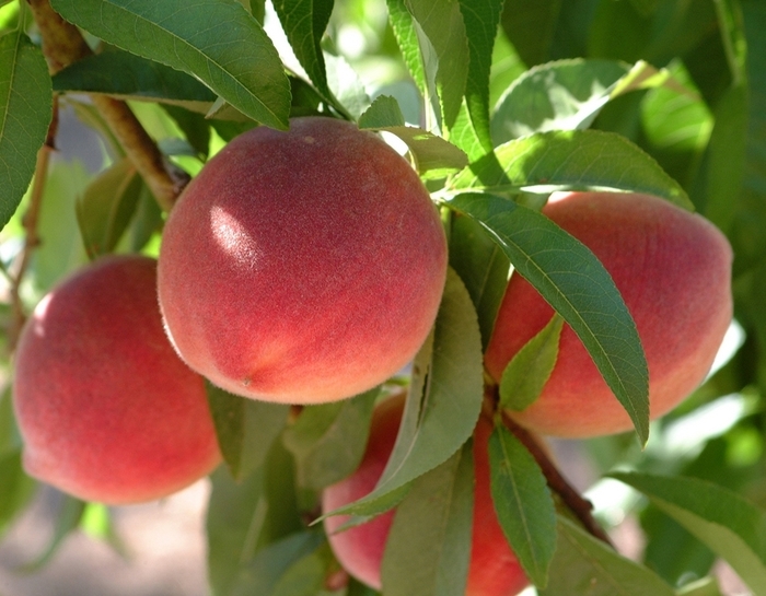 Florida King Peach - Prunus persica from Roots Garden Center Inc