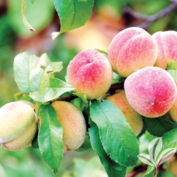Rio Grande Peach - Prunus persica from Roots Garden Center Inc
