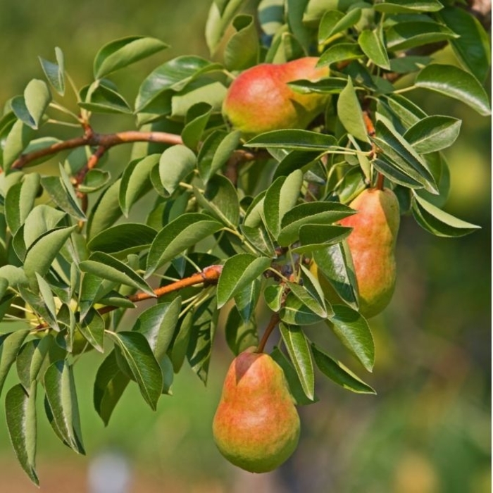 Ayers Pear - Pyrus communis from Roots Garden Center Inc