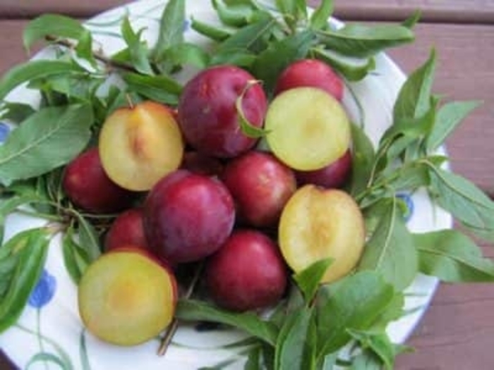 Scarlet Beauty Plum - Prunus salicina COPY from Roots Garden Center Inc