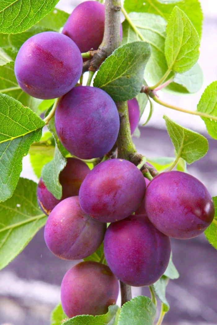 'Methley' Japanese Plum - Prunus salicina from Roots Garden Center Inc