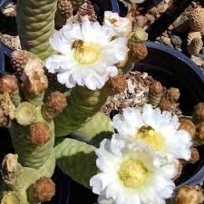 Pine Cone Prickly Pear - Opuntia turpinii from Roots Garden Center Inc