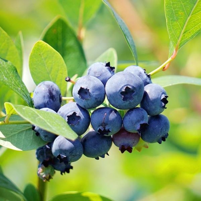 Brightwell Rabbiteye Blueberry - Vaccinium ashei from Roots Garden Center Inc