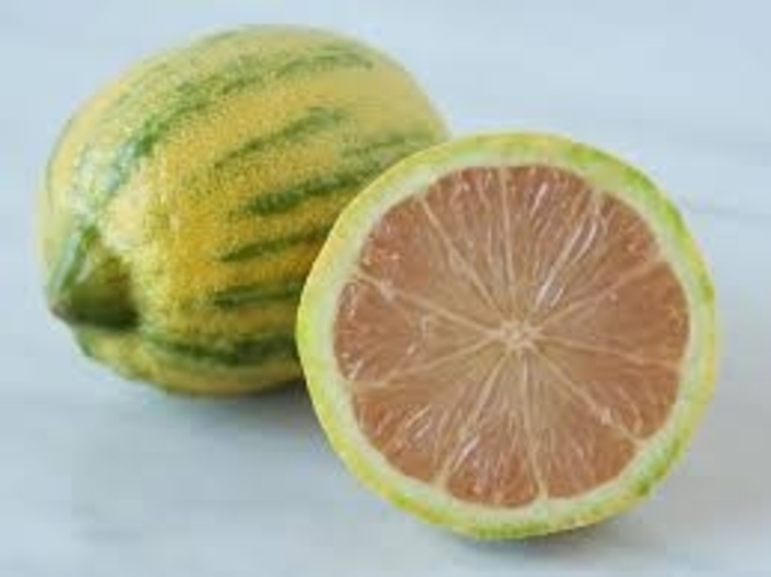 Pink Variegated Eureka Lemon - Citrus limon from Roots Garden Center Inc