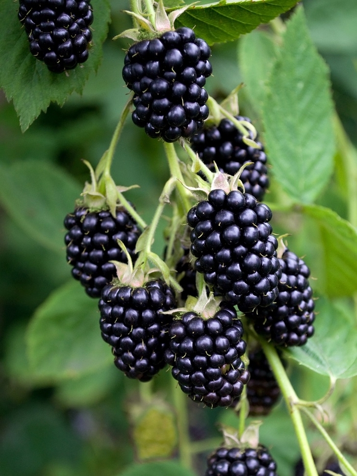 'Apache' Blackberry - Rubus from Roots Garden Center Inc
