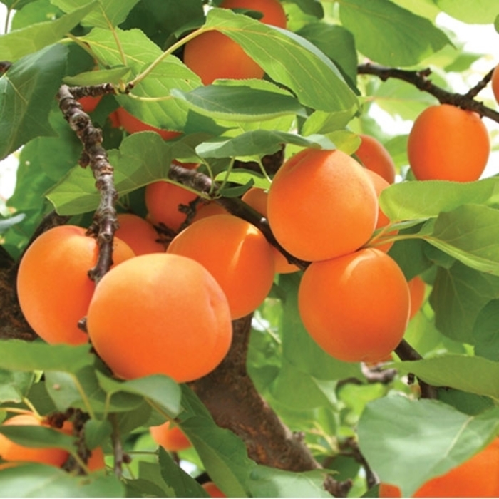 'Moorpark' Apricot - Prunus armeniaca from Roots Garden Center Inc