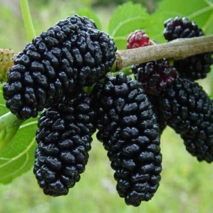 Black Fruiting Mulberry - Morus nigra from Roots Garden Center Inc