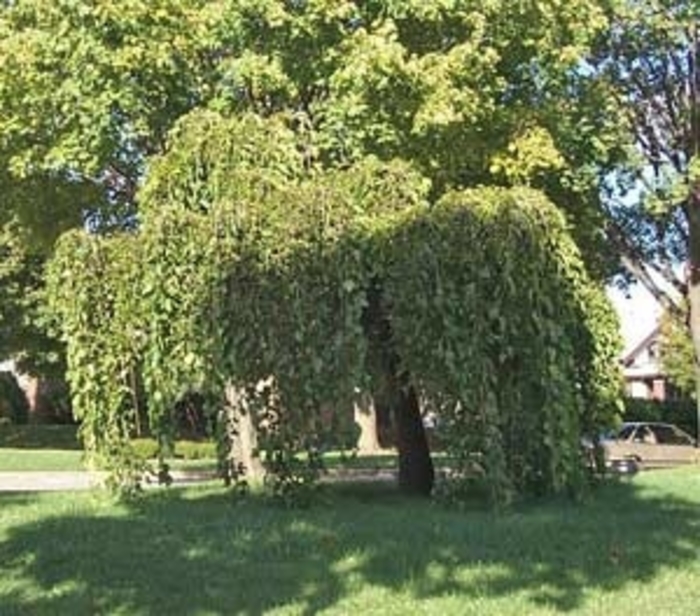 Weeping Mulberry - Morus alba from Roots Garden Center Inc