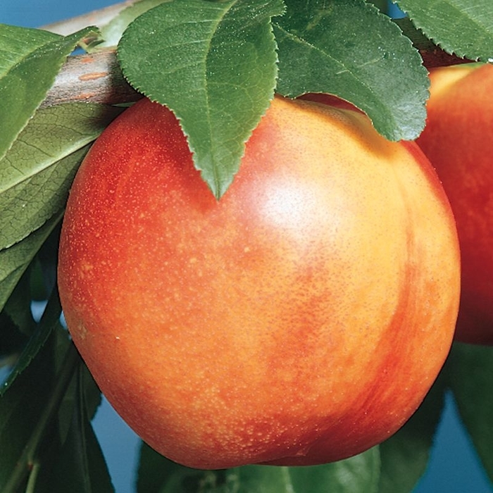 Smooth Texan 1 Nectarine - Prunus persica from Roots Garden Center Inc