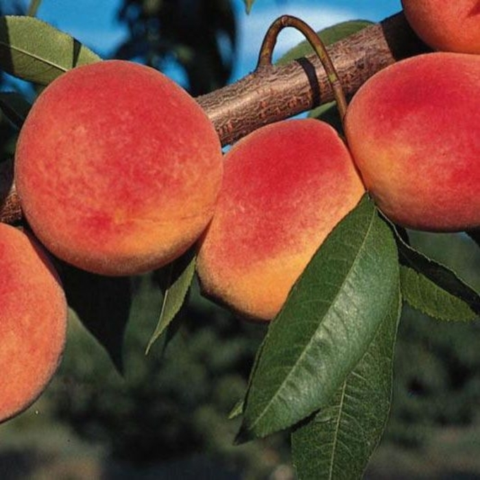 'Redhaven' Peach - Prunus persica from Roots Garden Center Inc