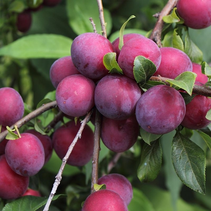 Morris Plum - Prunus salicina from Roots Garden Center Inc