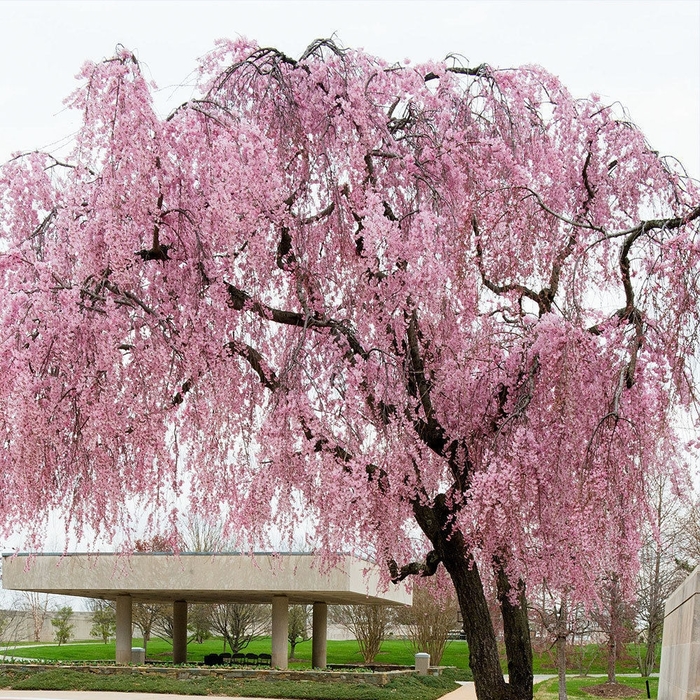 Weeping Yoshino Cherry - Prunus x yedoensis from Roots Garden Center Inc
