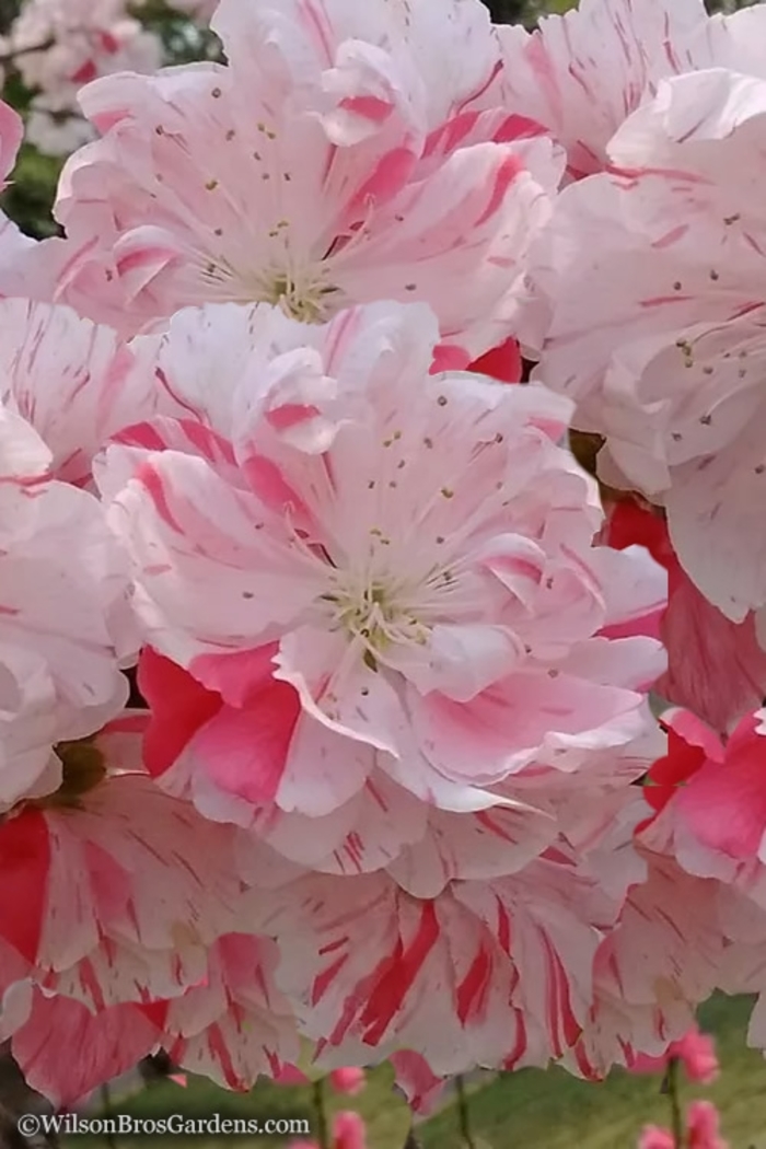 Peppermint Peach - Prunus persica from Roots Garden Center Inc