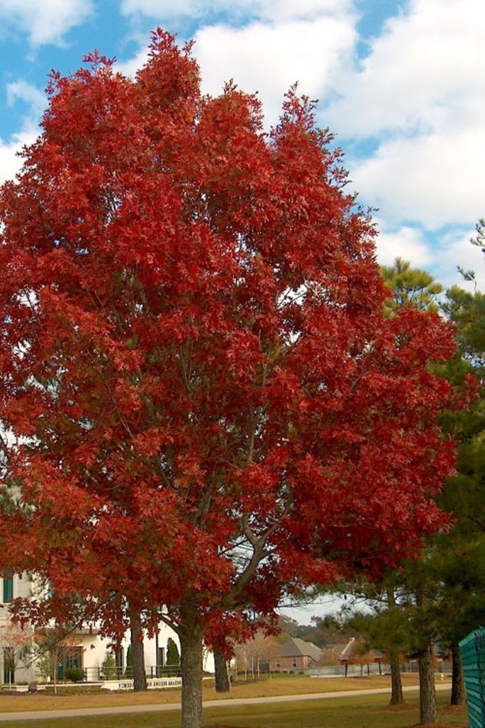 Shumard Red Oak - Quercus shumardii from Roots Garden Center Inc