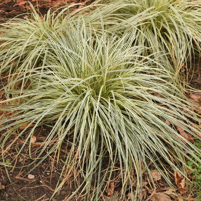 Feather Falls™ Sedge - Carex from Roots Garden Center Inc