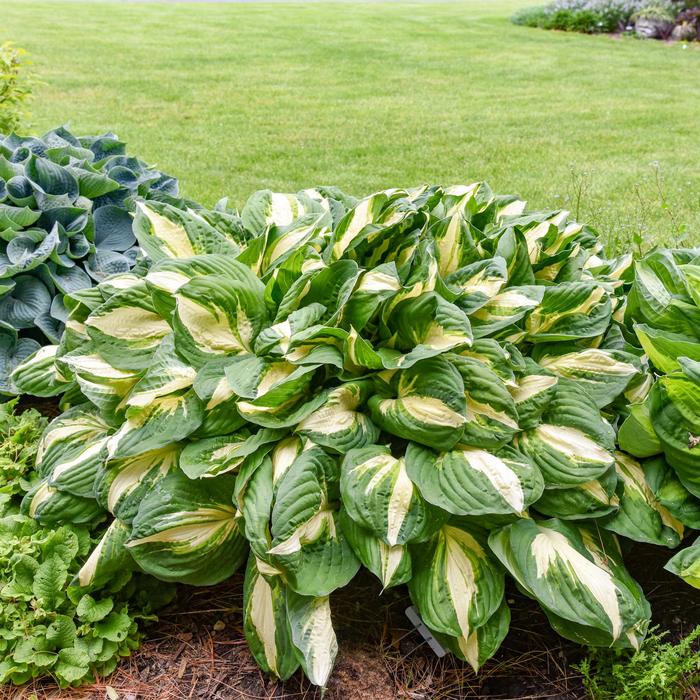 'Vulcan' Plantain Lily, Hosta - Hosta from Roots Garden Center Inc