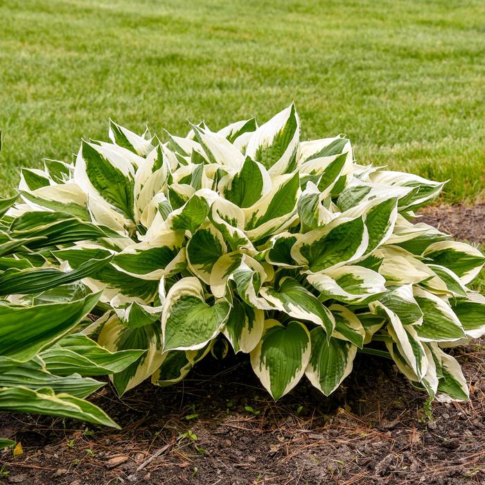 'Patriot' Hosta, Plantain Lily - Hosta from Roots Garden Center Inc