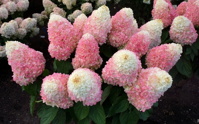 Lot-A-Love™ Pink - Hydrangea paniculata from Roots Garden Center Inc