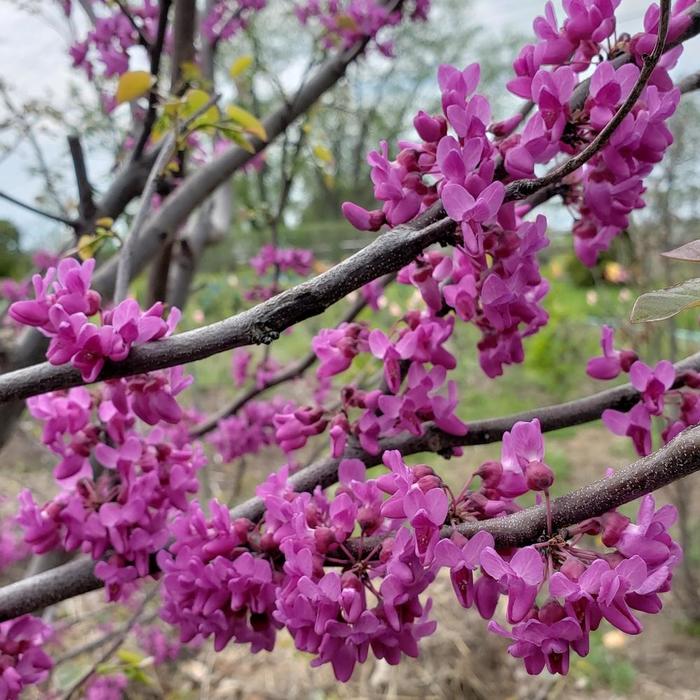 Lucious Lavender™ Redbud - Cercis canadensis from Roots Garden Center Inc