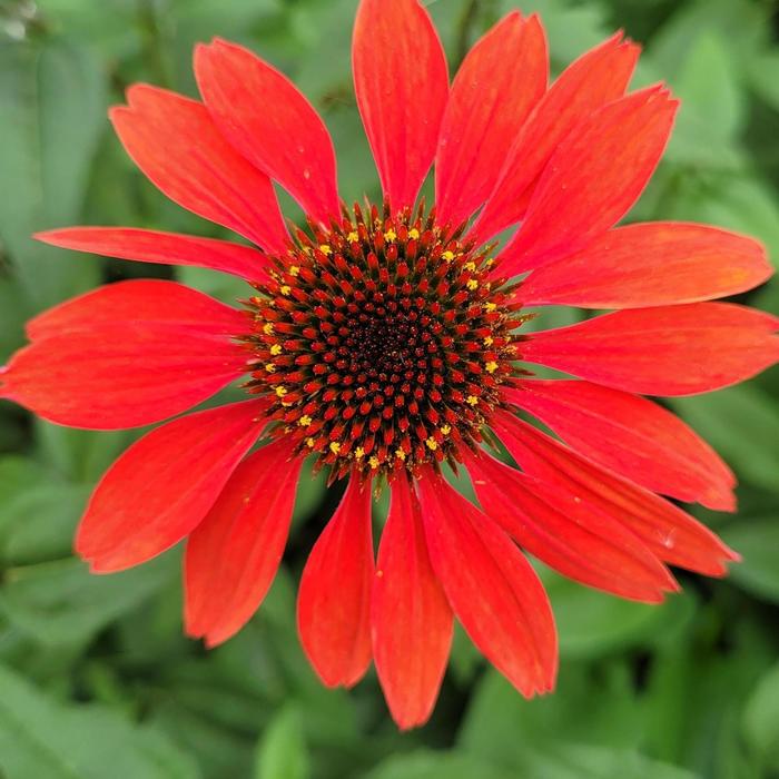 'Panama™ Red' Coneflower - Echinacea from Roots Garden Center Inc